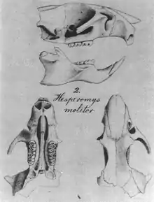 From top to bottom: side view of skull with mandible, missing the upper incisor and much of the posterior part; text "2. Hesperomys molitor"; and views of the same skull from above and below.