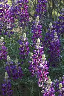 The silver lupine, Lupinus albifrons