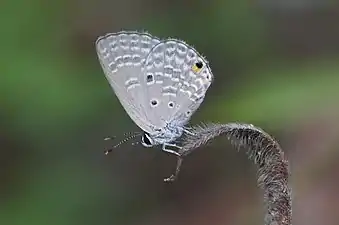 Ventral view