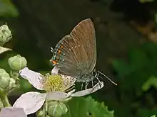 Satyrium ilicis