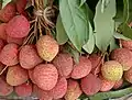 Lychee fruits at a market in West Bengal, India