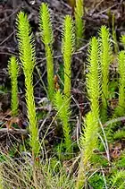 Light-green plants