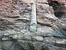 Fossilized tree trunk in a rock face.