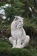 Eurasian lynx