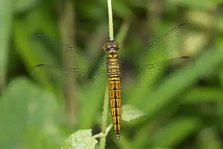 Lyriothemis acigastra juvenile male