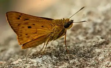 Imago (lateral view)