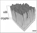 MicroCT-based volume projection of the jejunal mucosa of a chicken. Virtual volume block with vertically truncated villi in oblique view. Scalebar = 0.2 mm.