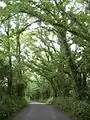 'Major' forming hedgerows, Isle of Man