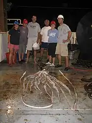 #532 (30/7/2009)Another view of the same specimen surrounded by research scientists on the deck of the NOAA research vessel Gordon Gunter (see alternative view)