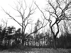 Old evangelical cemetery in Obory-Kolonia