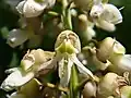 Flowers in extreme closeup