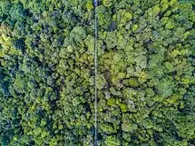 MacRitchie Reservoir Suspension Bridge