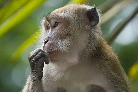 Close-up of a monkey