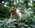 Male bonnet macaques, similar to the youthful ones pictured, "give each other hand-jobs and sometimes eat the resulting semen" although using "hand-job" can be seen as overly anthropomorphic.