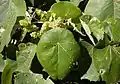 Macaranga tanarius - foliage and flowers.