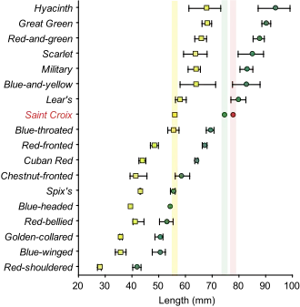 Diagram showing macaw bone measurements plotted into a graph