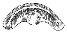 Drawing of the jaw of Macrochlamys indica.