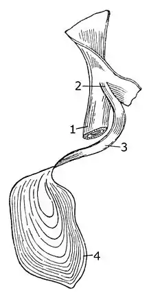 Clausilium of Macrogastra plicatula.