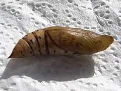 Pupa of hummingbird hawk, side elevation