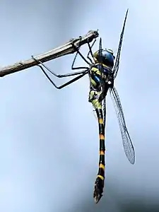 male