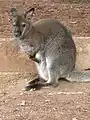 Red-necked wallaby