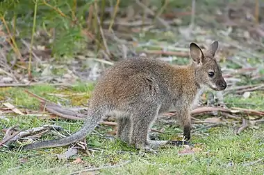 juvenile(N. r. rufogriseus)