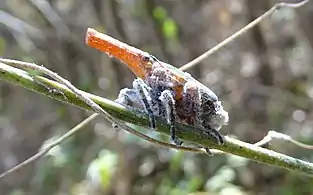 Z. tenebrosa nymph