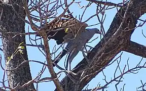 showing striated underside of wing