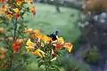 Iridescent, blue-black, Peruvian species of bee pollinating flowers of Streptosolen jamesonii.