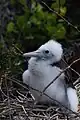 Chick on a nest