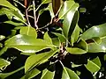 Foliage  'Bracken's Brown Beauty'