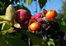 Mature fruit with seeds