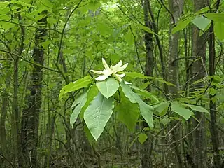 M. fraseri in young forest, south of Spruce Knob, West Virginia, USA.