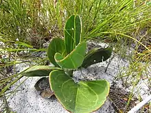 Mairia coriacea leaves