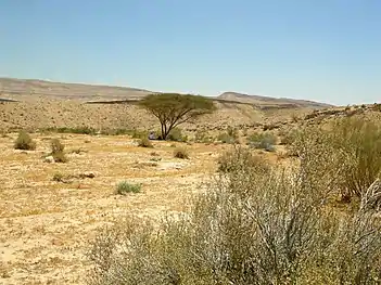 Acacia tree inside Makhtesh Gadol