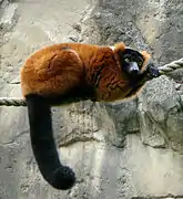 Red ruffed lemur (Varecia rubra)