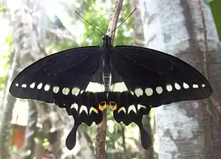 Malabar banded swallowtail(Papilio liomedon)