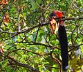 Indian giant squirrel