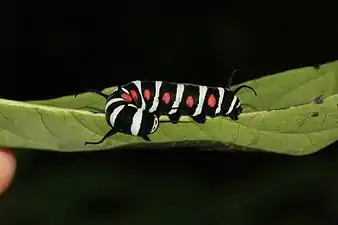 Malabar tree nymph larvae, Udupi