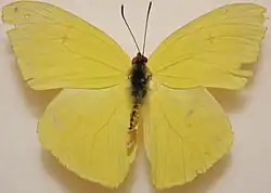 Male