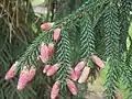 Male cones of var 'aurea'