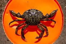 A large male C. maenas, on top of a 5-gallon bucket for scale.