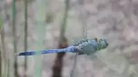 Male flying