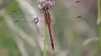 Male with outspread wings