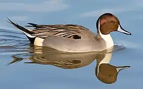 Male in California, U.S.