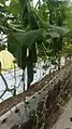 Trellis netting with cucumbers.