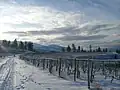 St Hubertus Vineyard in winter