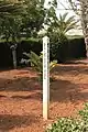 Peace pole planted in Argotti Botanic Gardens (Floriana, Malta)