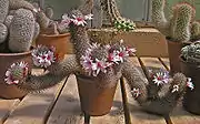 Mammillaria fraileana HBG 59973