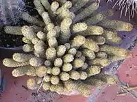 Mammillaria elongata